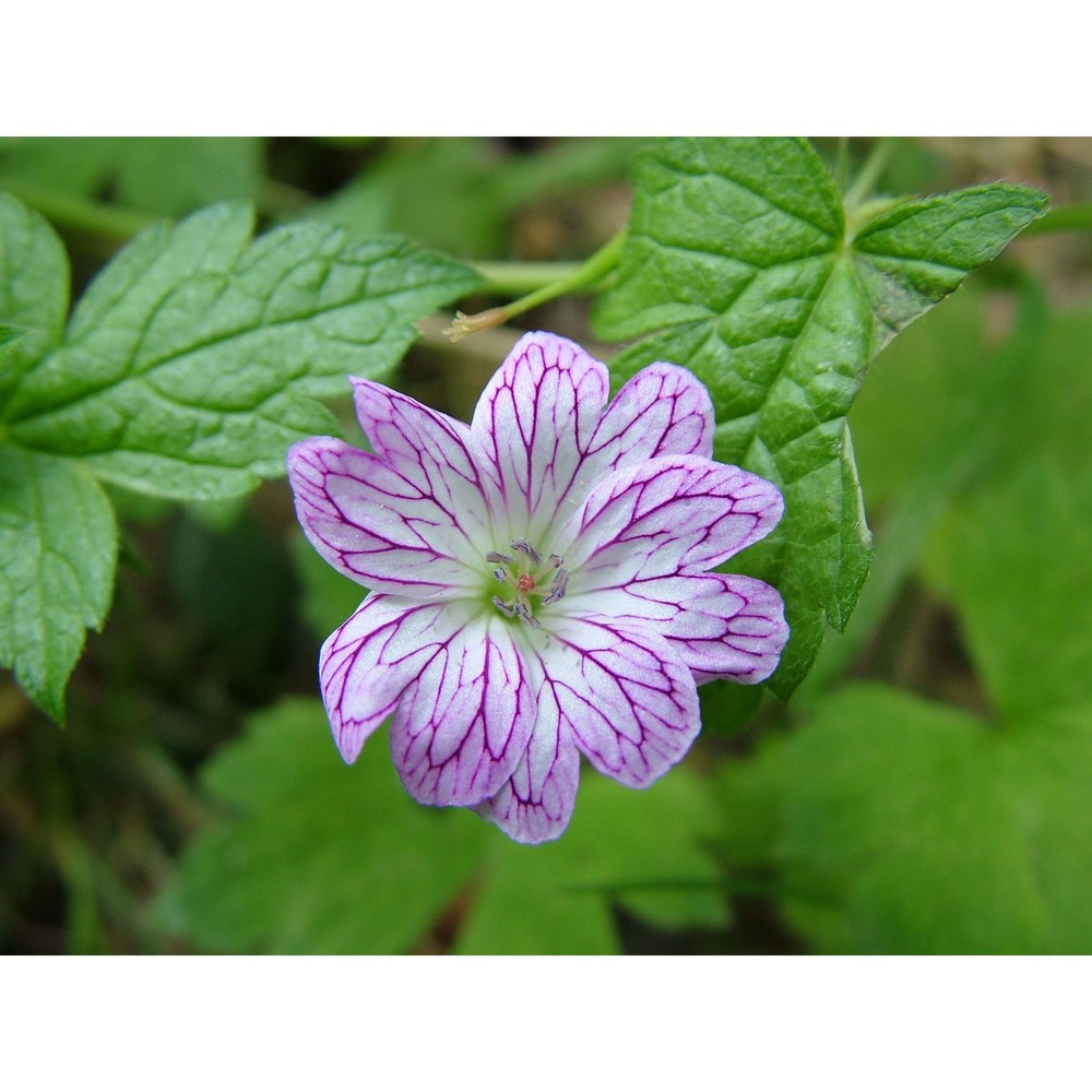 geranium versicolor l.