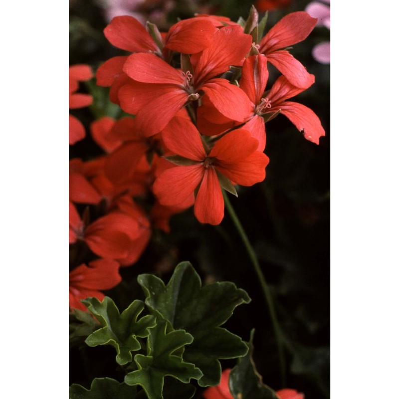 pelargonium peltatum (l.) l'hér.