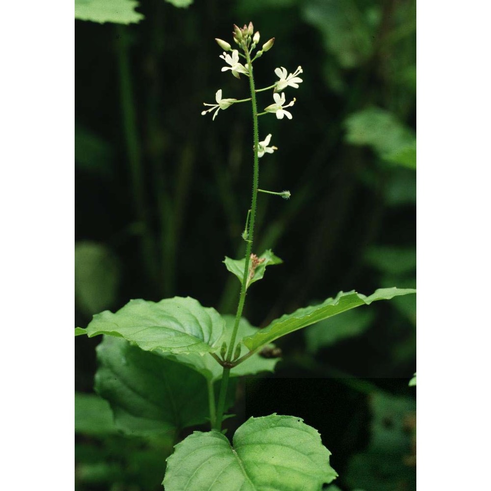 circaea alpina l.