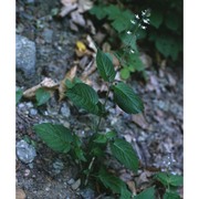 circaea alpina l.