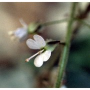 circaea lutetiana l.