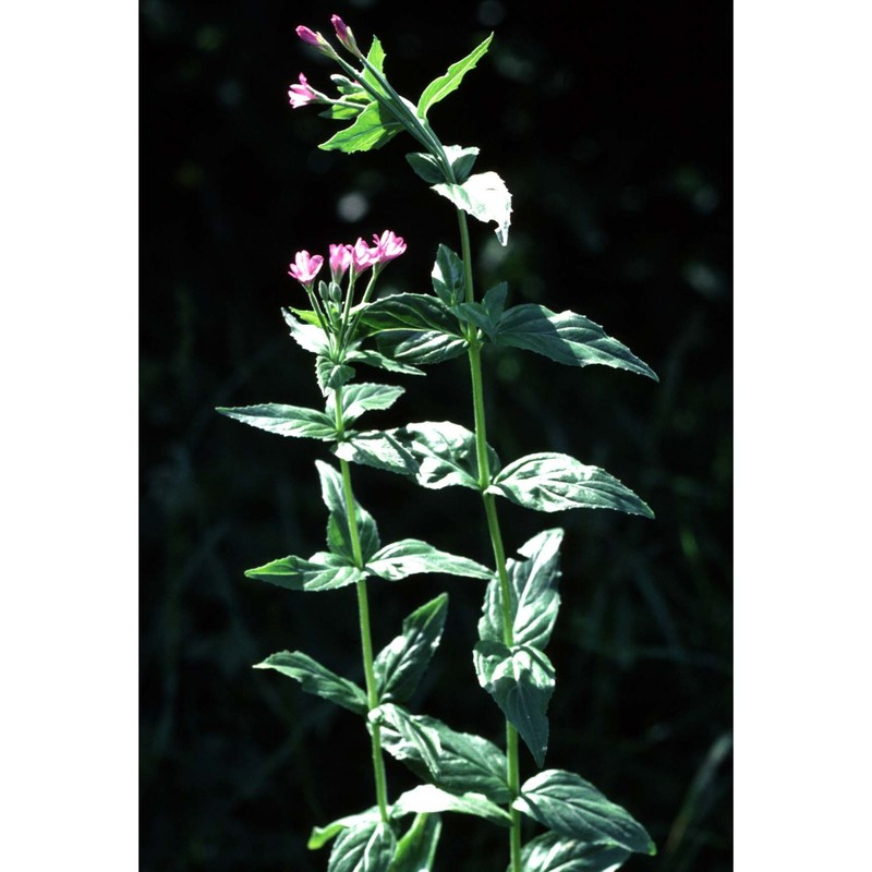 epilobium alpestre (jacq.) krock.