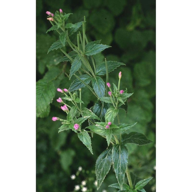 epilobium alpestre (jacq.) krock.