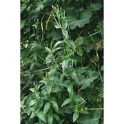 epilobium alpestre (jacq.) krock.