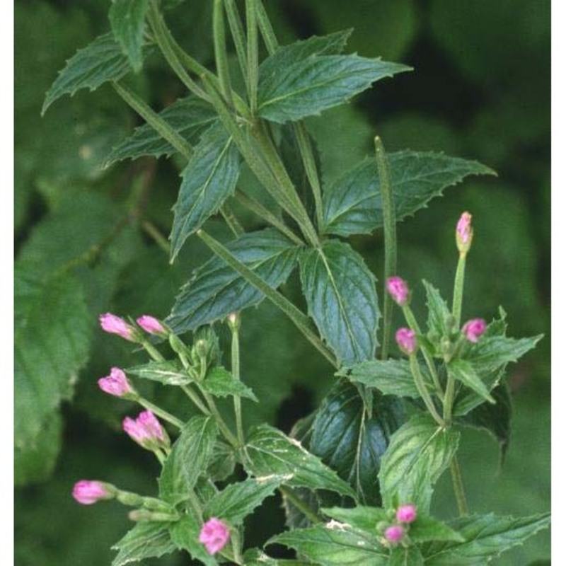 epilobium alpestre (jacq.) krock.