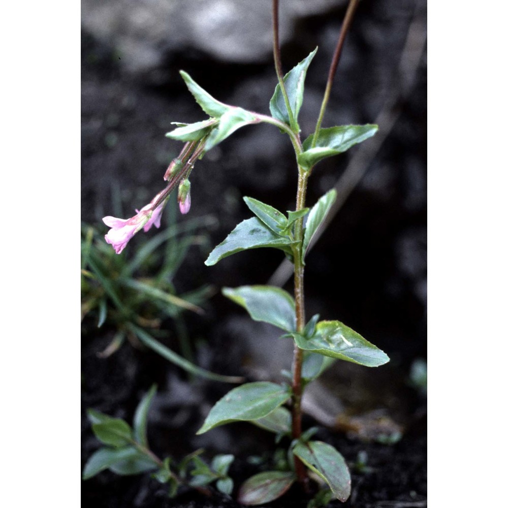 epilobium alsinifolium vill.