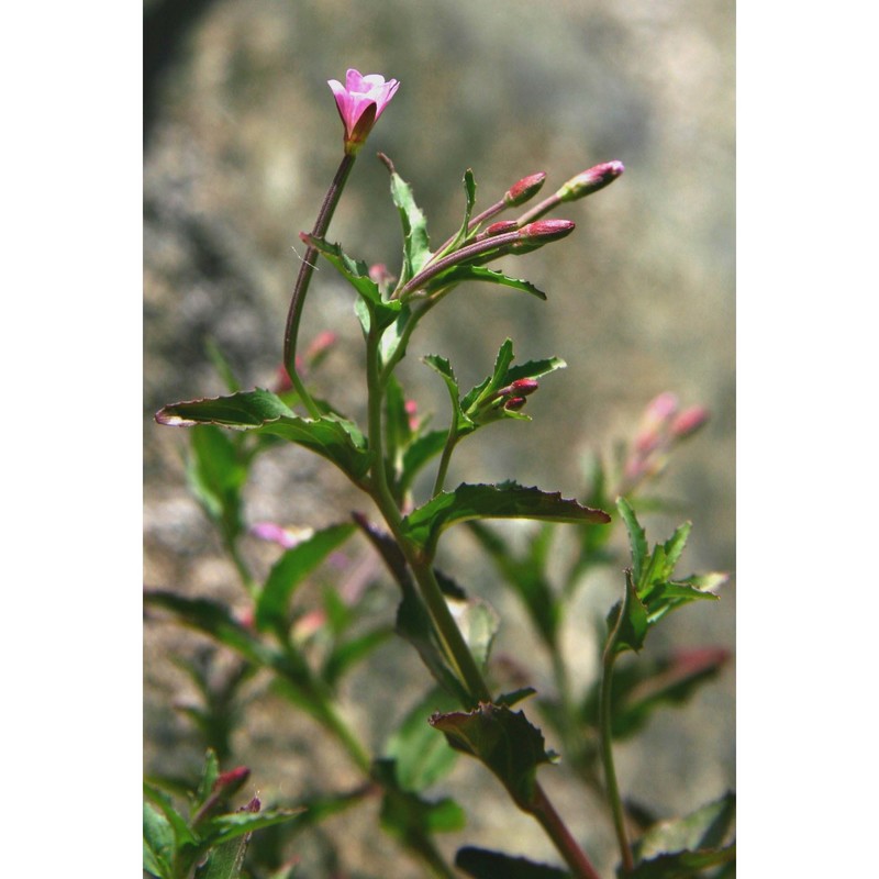 epilobium alsinifolium vill.