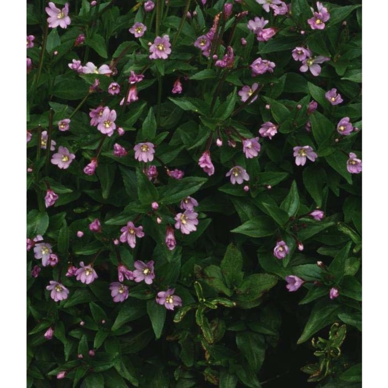 epilobium alsinifolium vill.