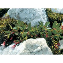 epilobium anagallidifolium lam.