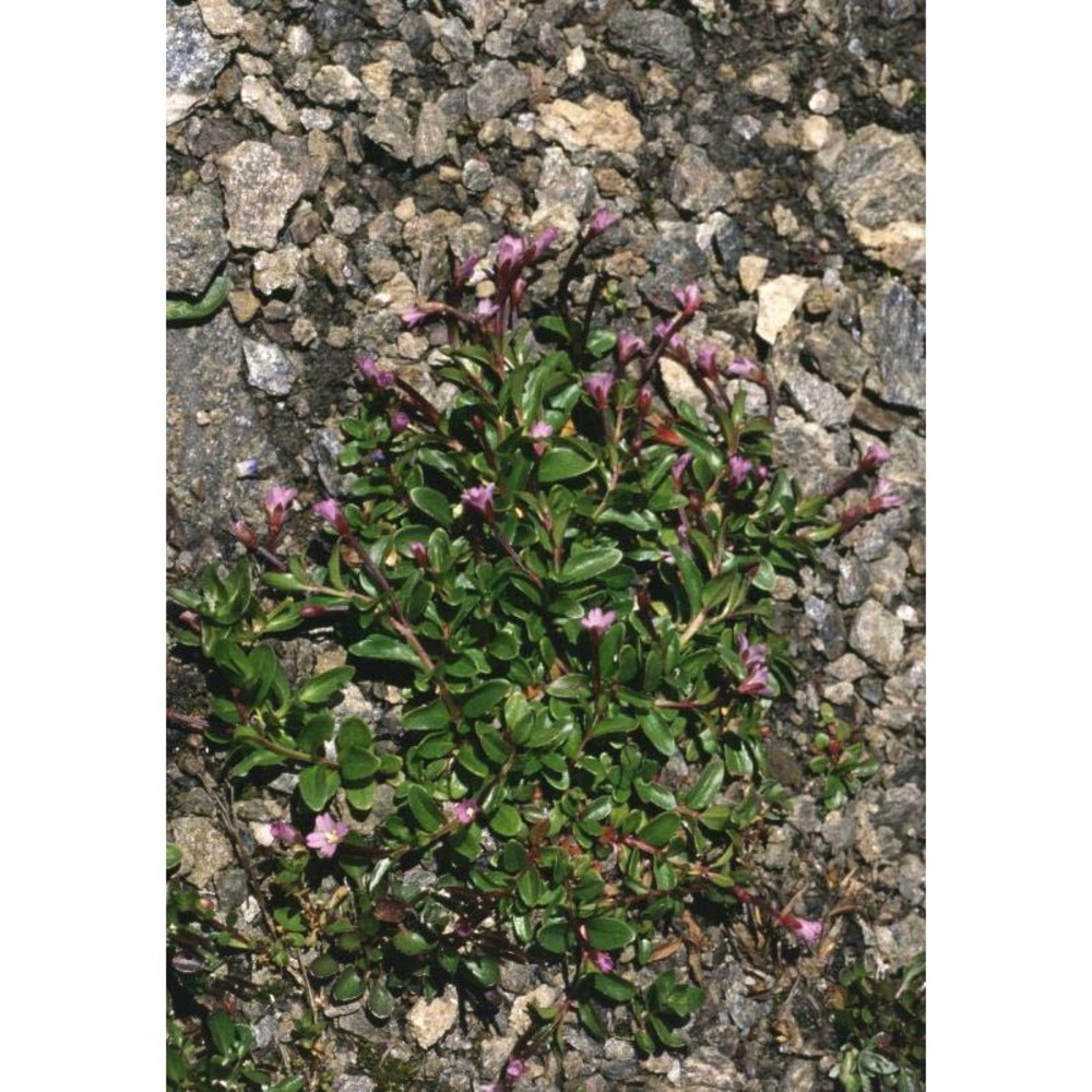 epilobium anagallidifolium lam.