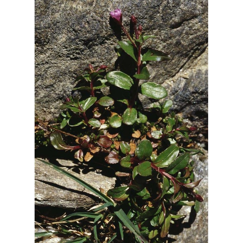 epilobium anagallidifolium lam.