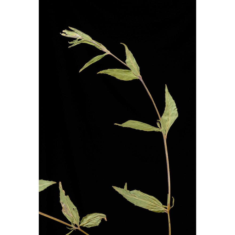 epilobium ciliatum raf.