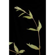 epilobium ciliatum raf.