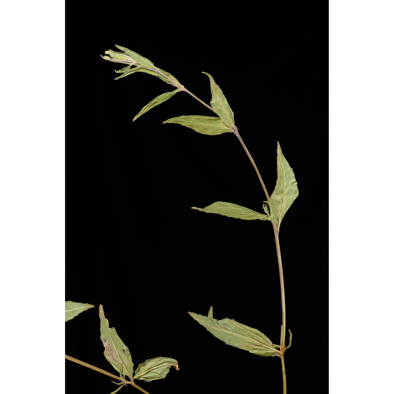 epilobium ciliatum raf.