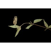 epilobium ciliatum raf.