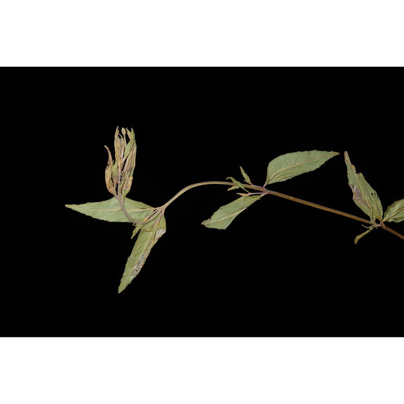 epilobium ciliatum raf.