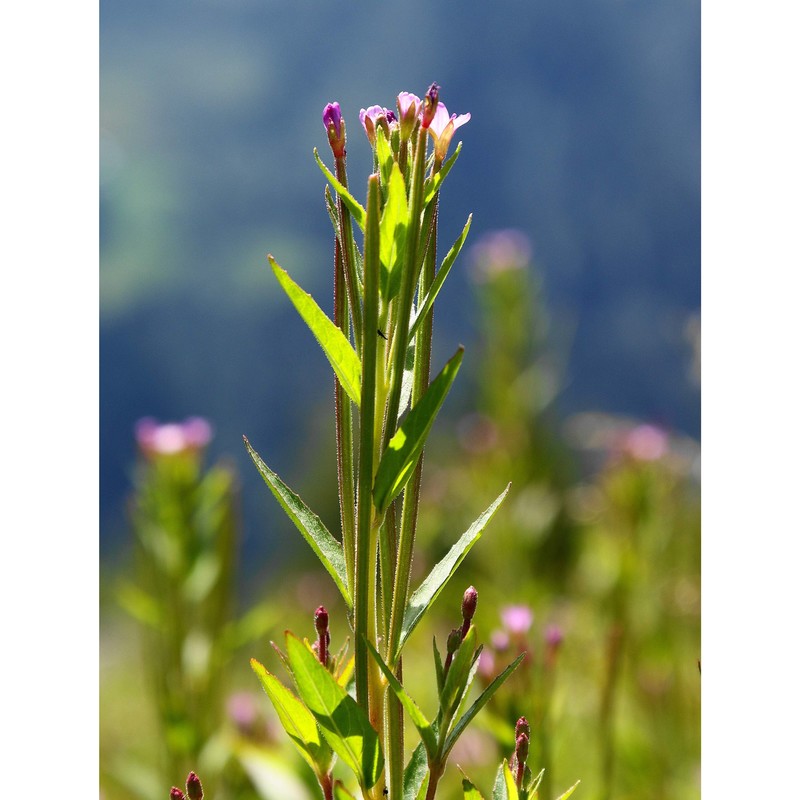 epilobium ciliatum raf.