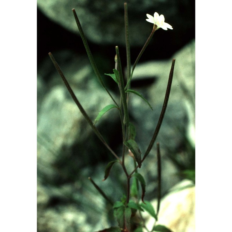 epilobium collinum c. c. gmel.