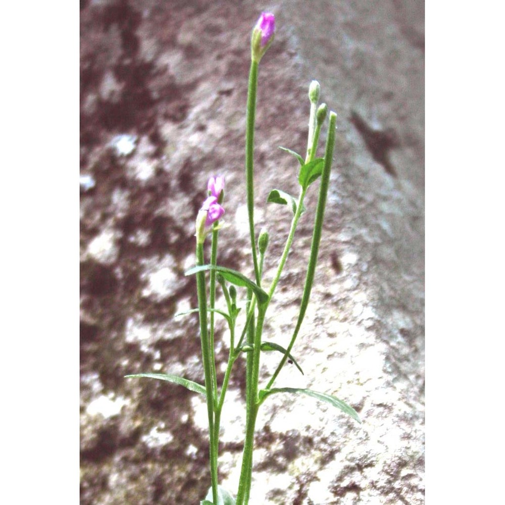 epilobium collinum c. c. gmel.