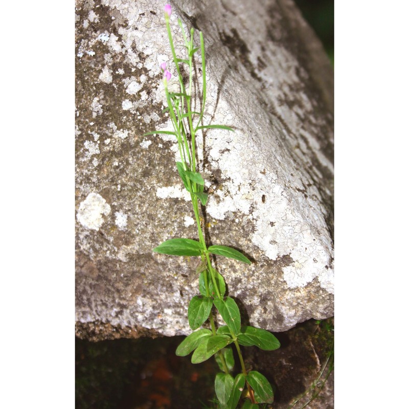 epilobium collinum c. c. gmel.