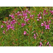 epilobium fleischeri hochst.