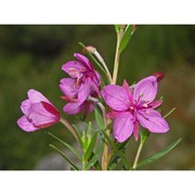 epilobium fleischeri hochst.