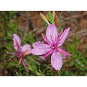 epilobium fleischeri hochst.