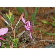 epilobium fleischeri hochst.