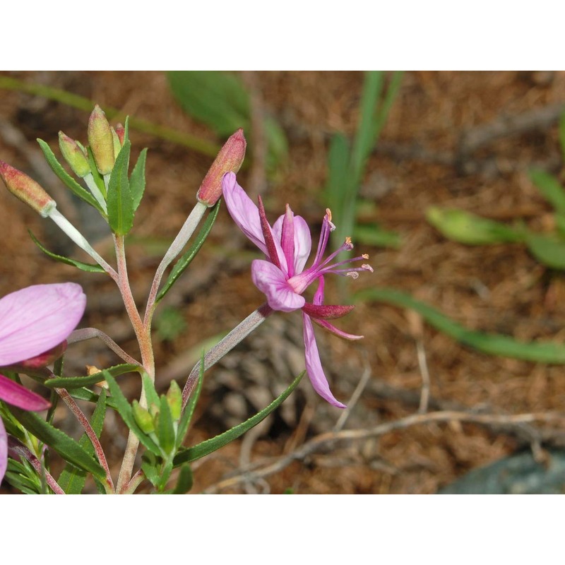 epilobium fleischeri hochst.