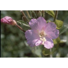 epilobium hirsutum l.