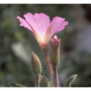 epilobium hirsutum l.
