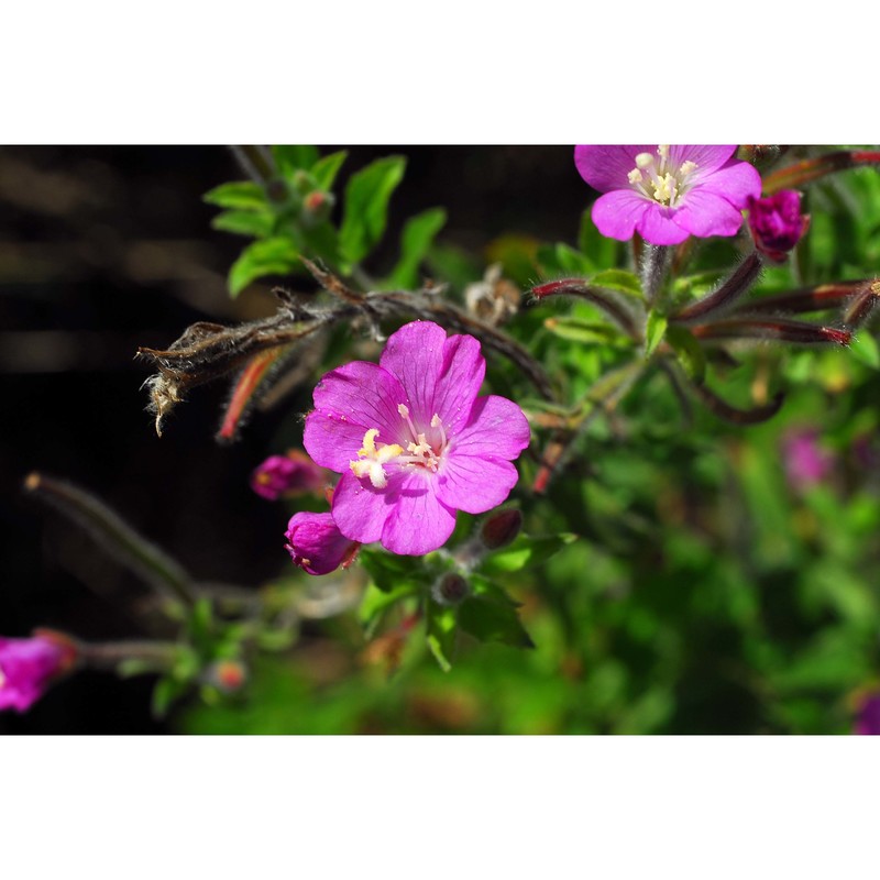 epilobium hirsutum l.