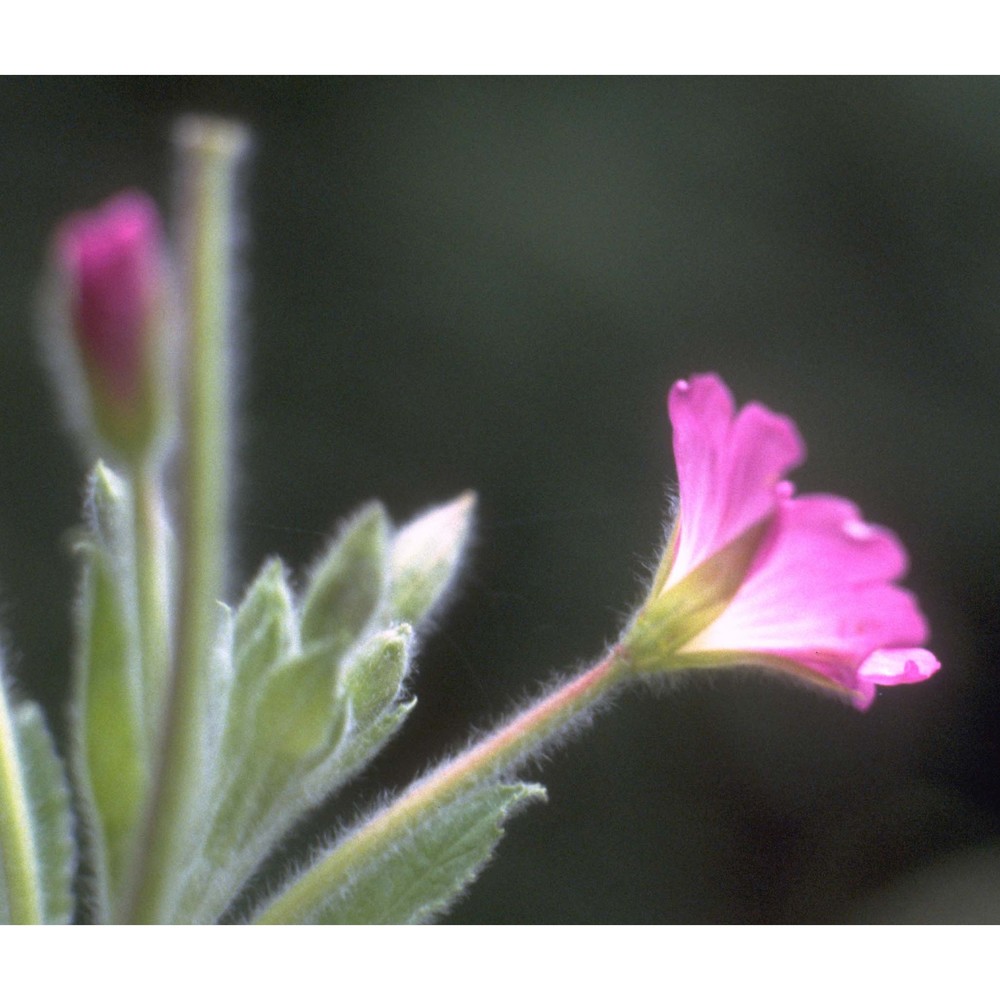 epilobium hirsutum l.