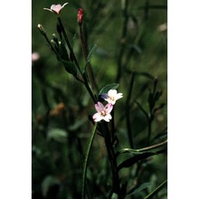 epilobium lanceolatum sebast. et mauri