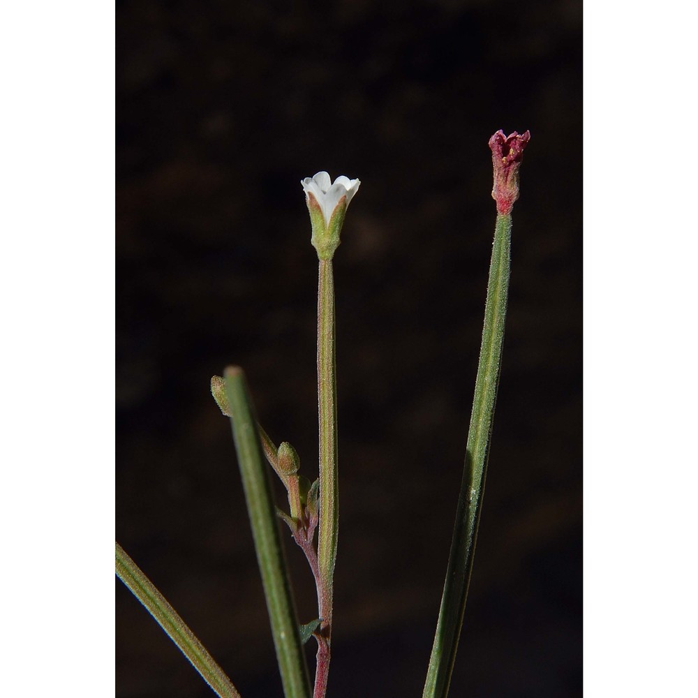 epilobium lanceolatum sebast. et mauri