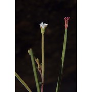epilobium lanceolatum sebast. et mauri