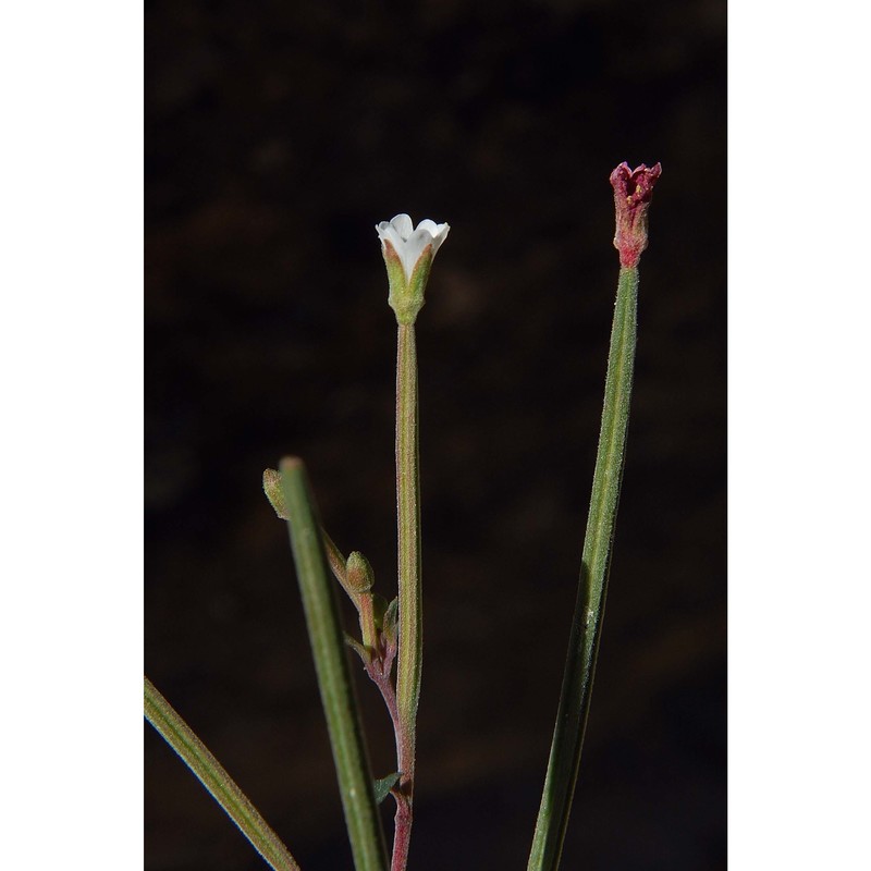 epilobium lanceolatum sebast. et mauri