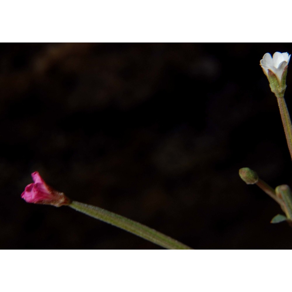 epilobium lanceolatum sebast. et mauri