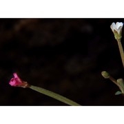 epilobium lanceolatum sebast. et mauri