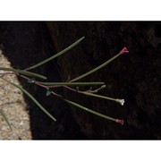 epilobium lanceolatum sebast. et mauri