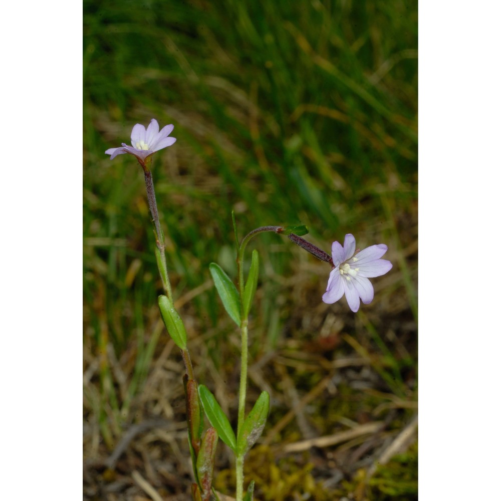 epilobium nutans f. w. schmidt