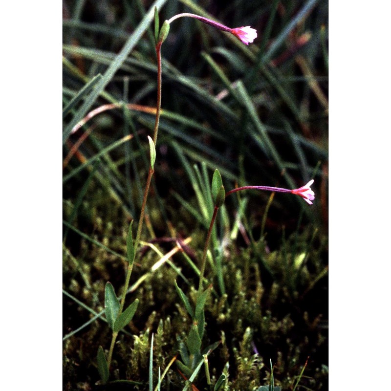 epilobium nutans f. w. schmidt