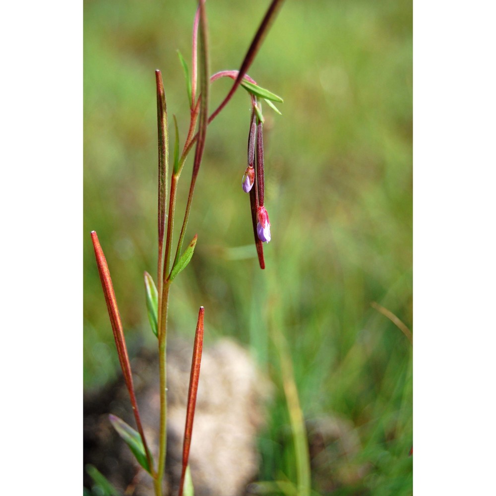 epilobium nutans f. w. schmidt