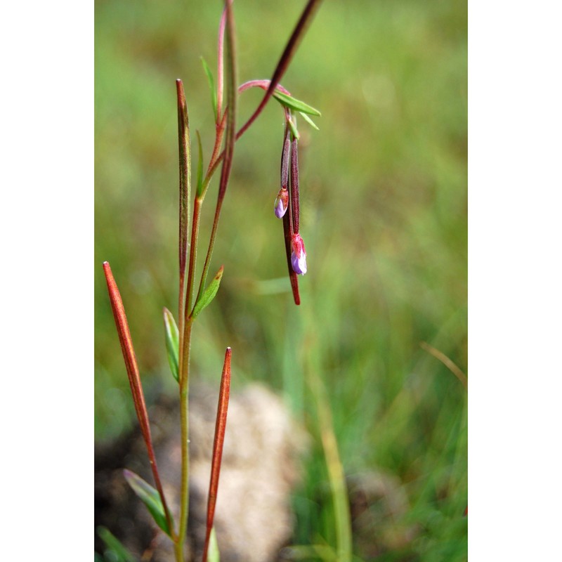 epilobium nutans f. w. schmidt