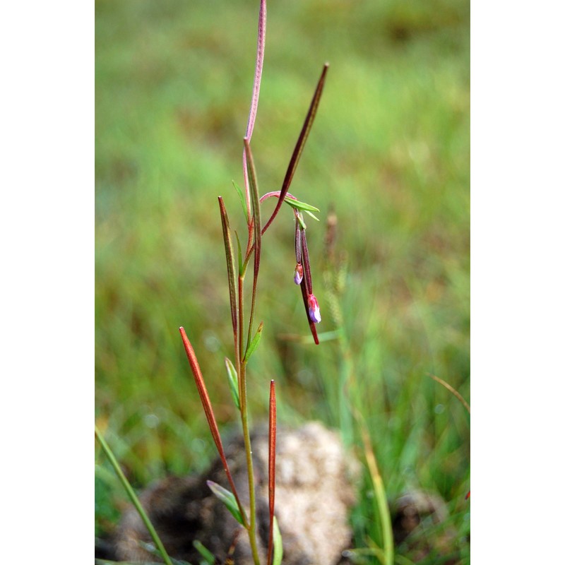 epilobium nutans f. w. schmidt