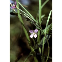 epilobium obscurum schreb.