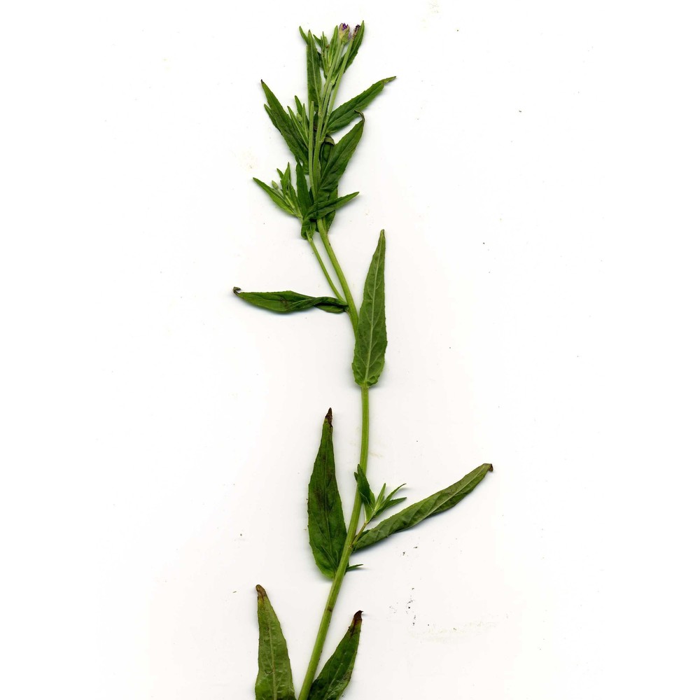 epilobium obscurum schreb.
