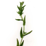 epilobium obscurum schreb.