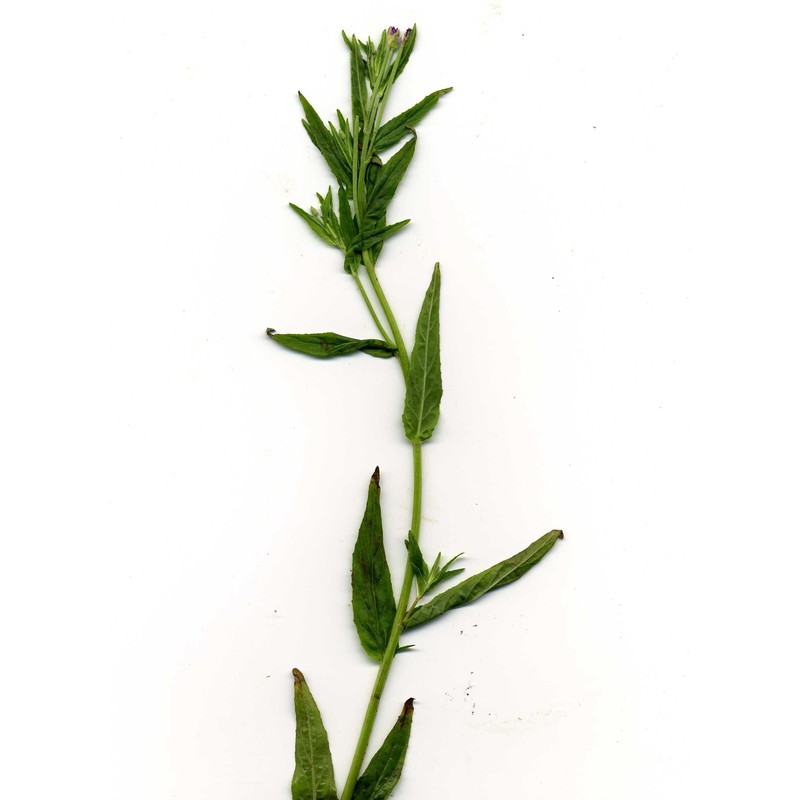 epilobium obscurum schreb.