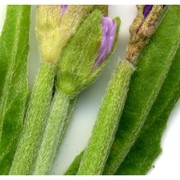 epilobium obscurum schreb.